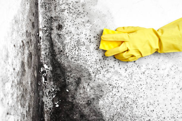 Best Commercial Mold Removal  in Audubon, NJ