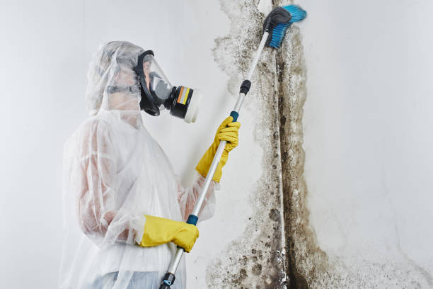 Mold Removal Process in Audubon, NJ