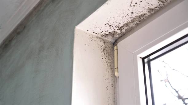 Best Mold Removal Process  in Audubon, NJ