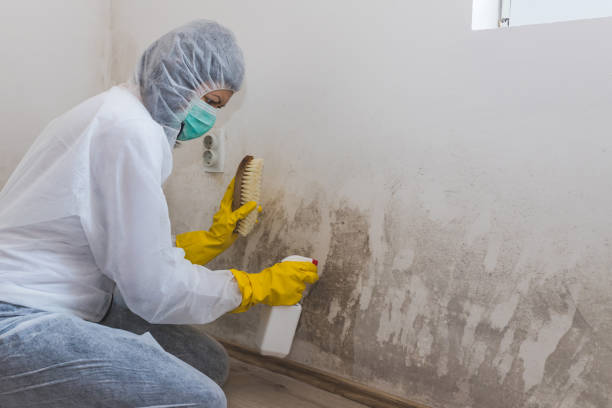 Mold Testing and Removal in Audubon, NJ