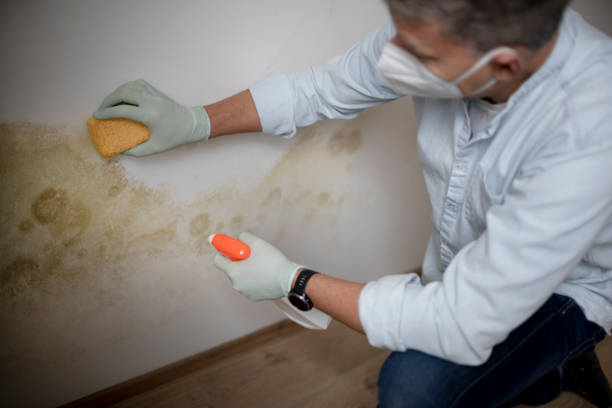 Best Local Mold Removal Service  in Audubon, NJ