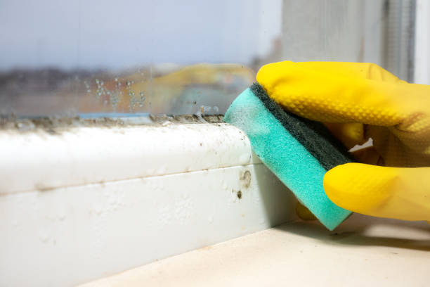 Best Mold Damage Repair  in Audubon, NJ