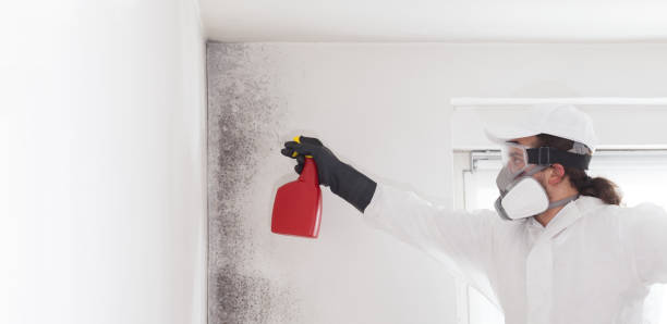 Best Mold Removal Process  in Audubon, NJ