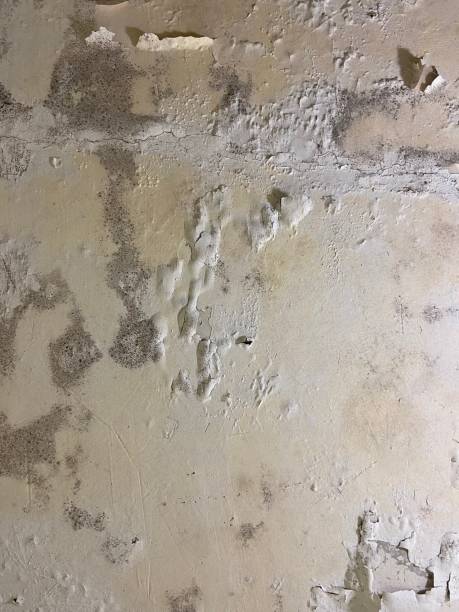 Best Professional Mold Removal  in Audubon, NJ