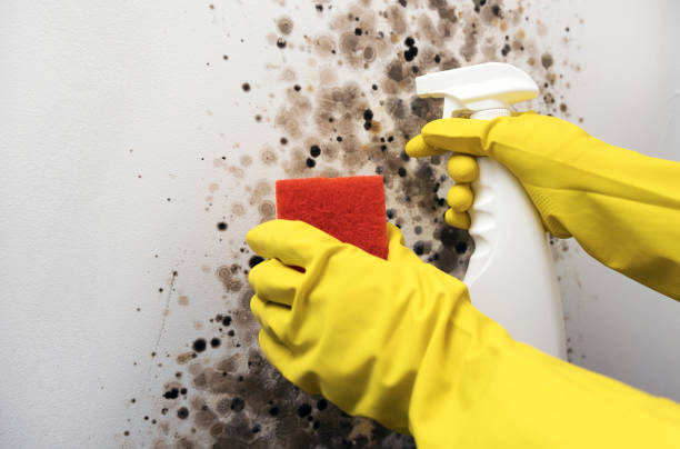 Best Commercial Mold Removal  in Audubon, NJ