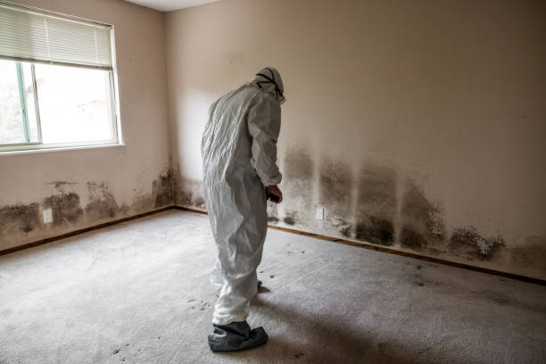 Best Toxic Mold Removal  in Audubon, NJ
