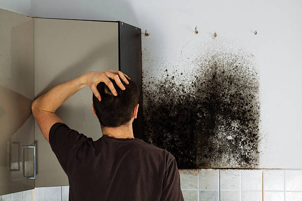 Trusted Audubon, NJ Mold Removal Experts