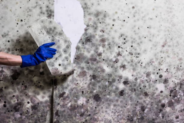 Best Mold Testing  in Audubon, NJ