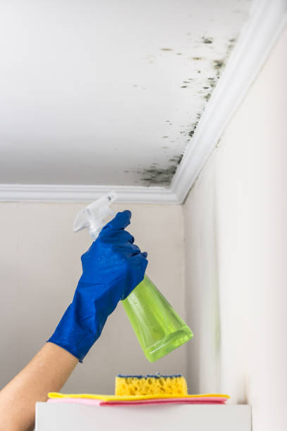 Best Same-Day Mold Removal  in Audubon, NJ